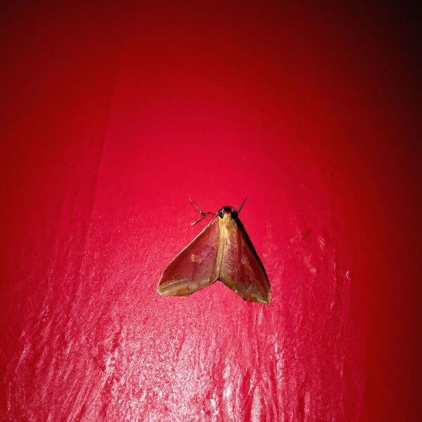Prince_Josh-Moth-WEB-2023-BABAS