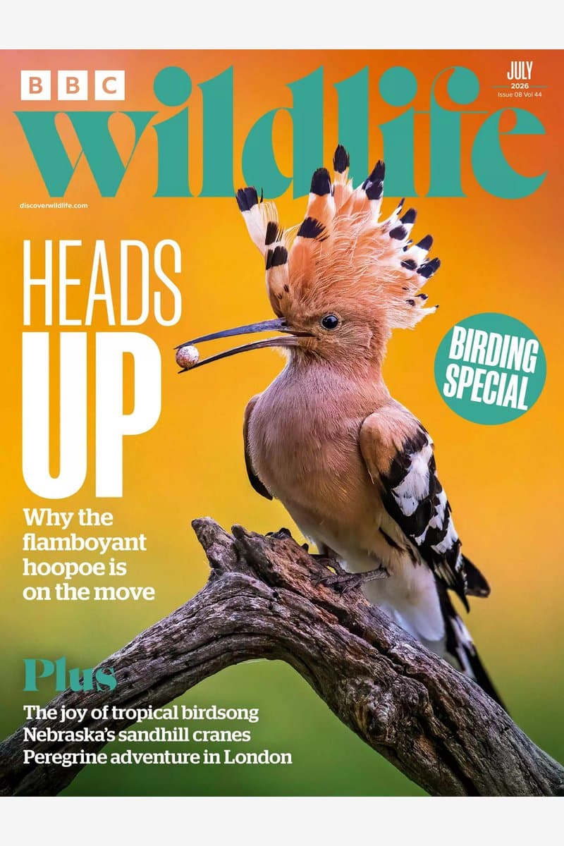 BBC.Wildlife.July.2026.HYBRID.MAGAZINE.eBook-21A1